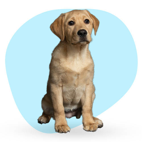 adopt-pet-01